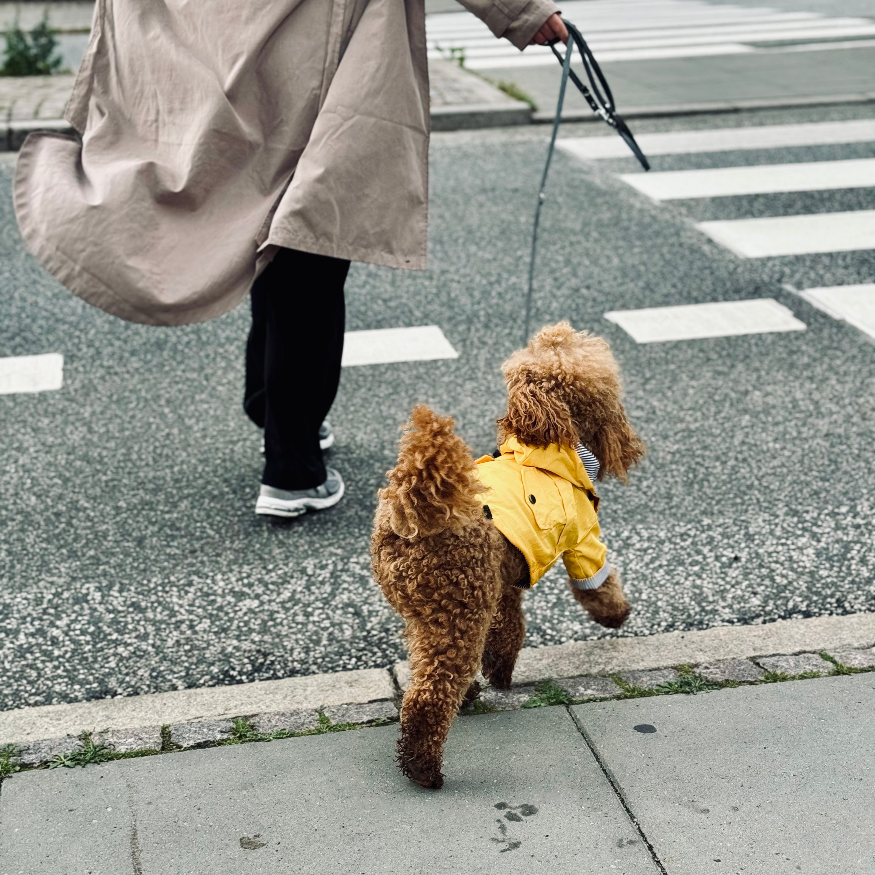 Den Gule Vind Regnjakke - By Doodle Dog Regntøj